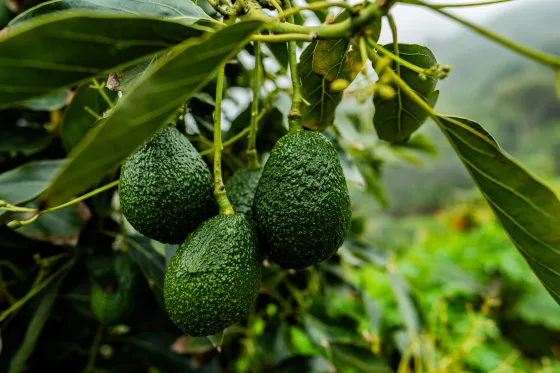 U.S. suspends avocado inspections in Mexican state of Michoacan due to threat